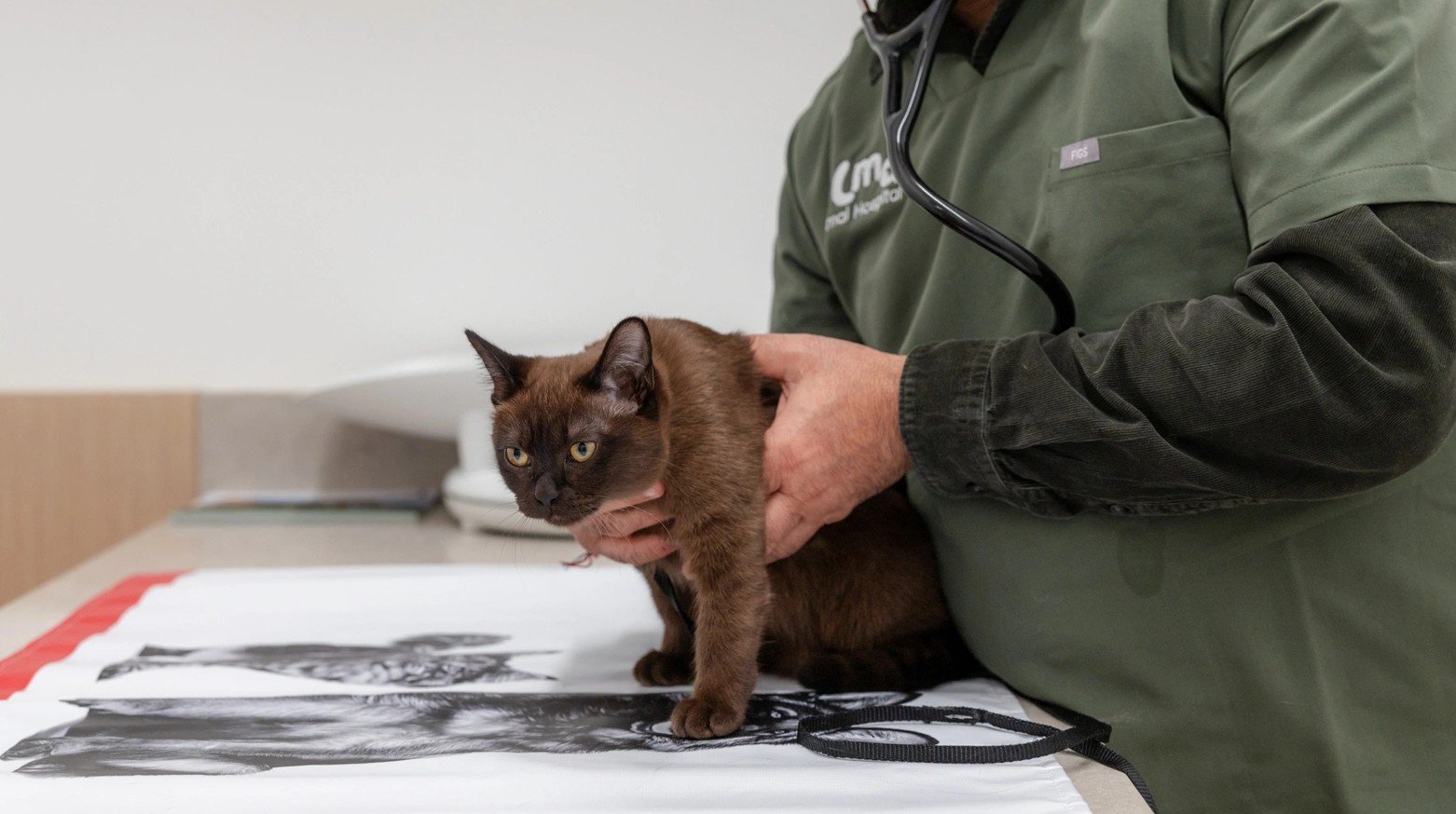 Kitten at almavets.ca