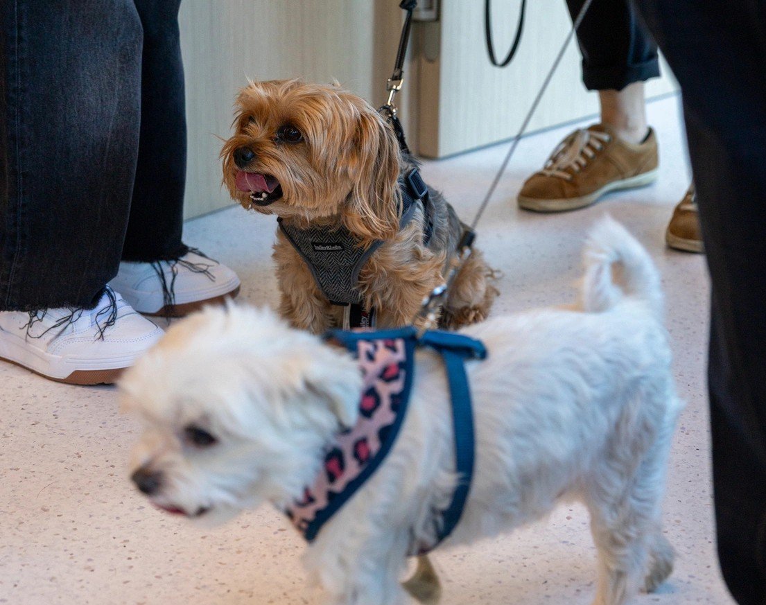 Puppy at almavets.ca