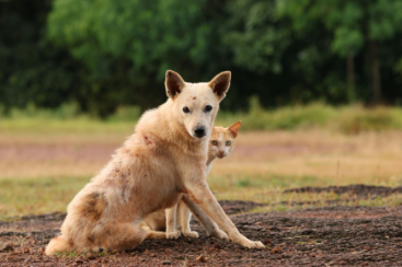 senior pet care Dunbar