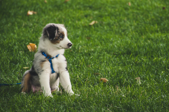 puppy vaccinations Dunbar