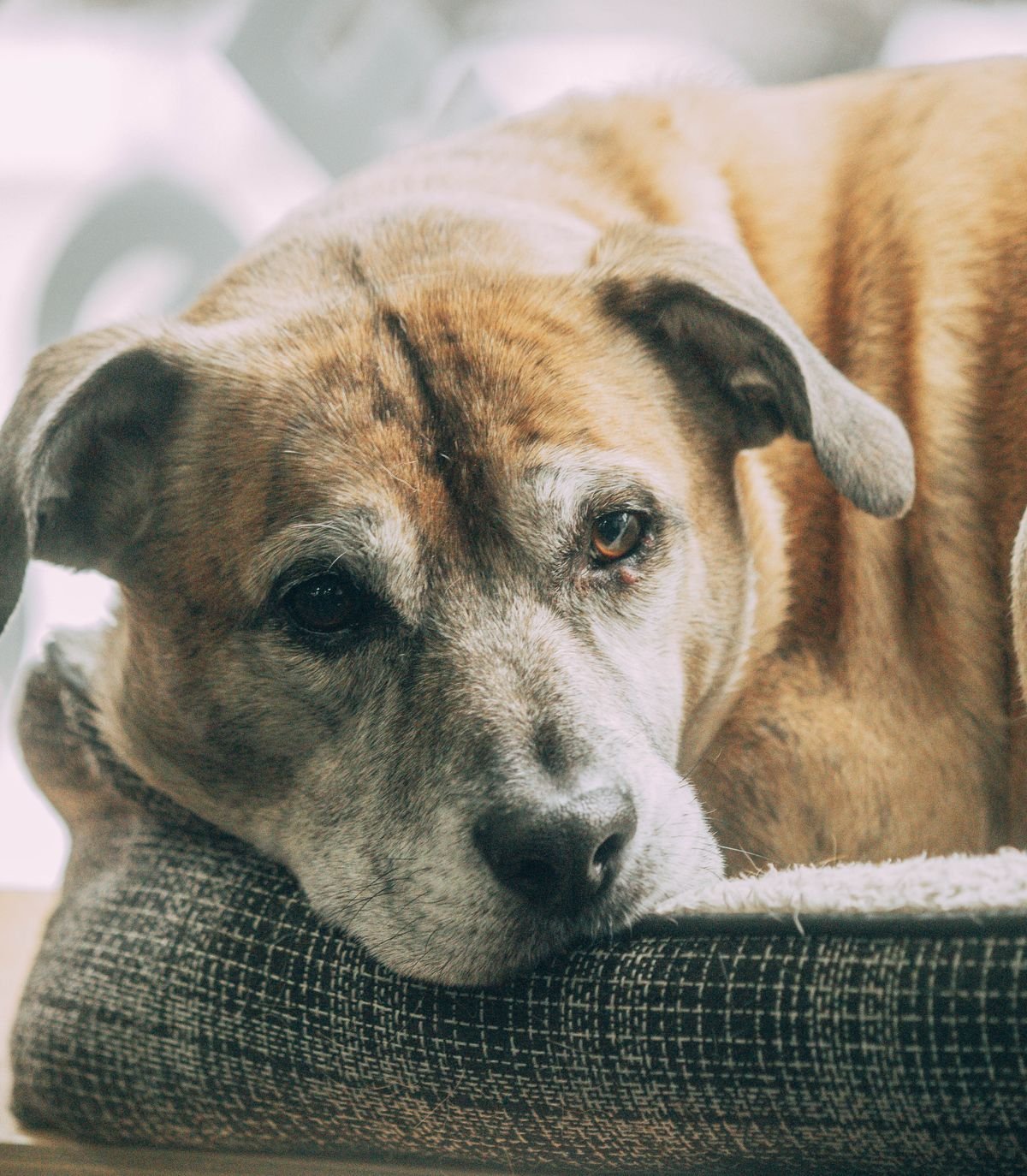 Senior dog resting comfortably indoors, reflecting attentive senior pet care in Dunbar