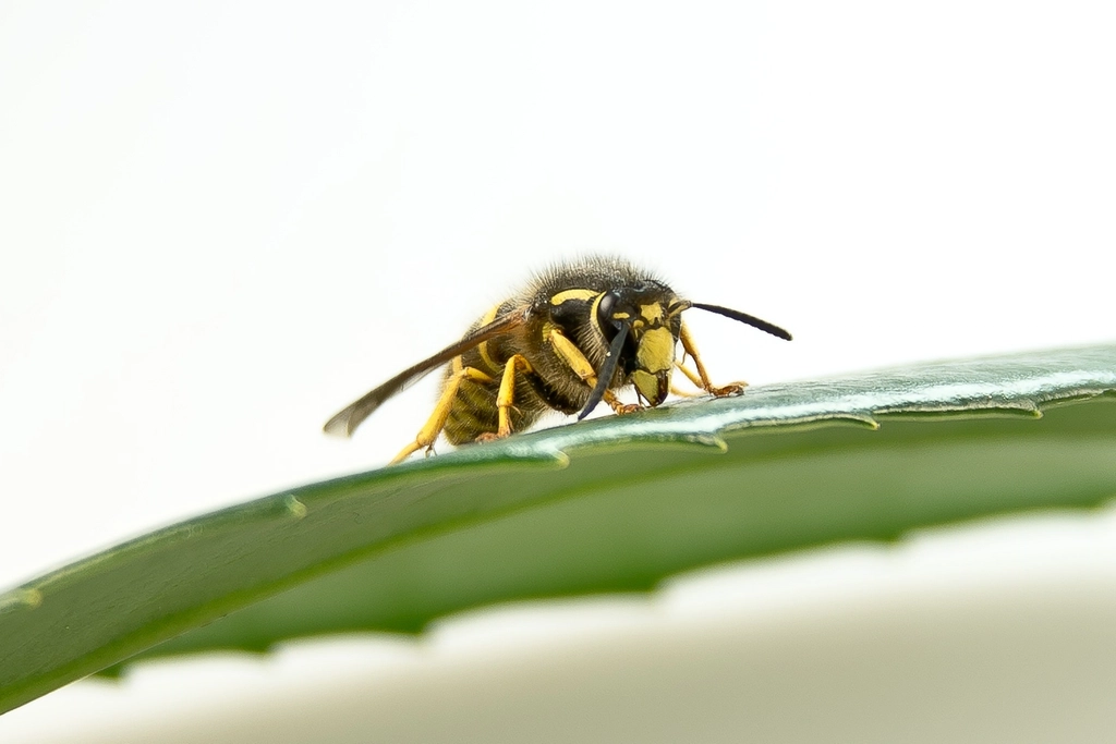 bee stings