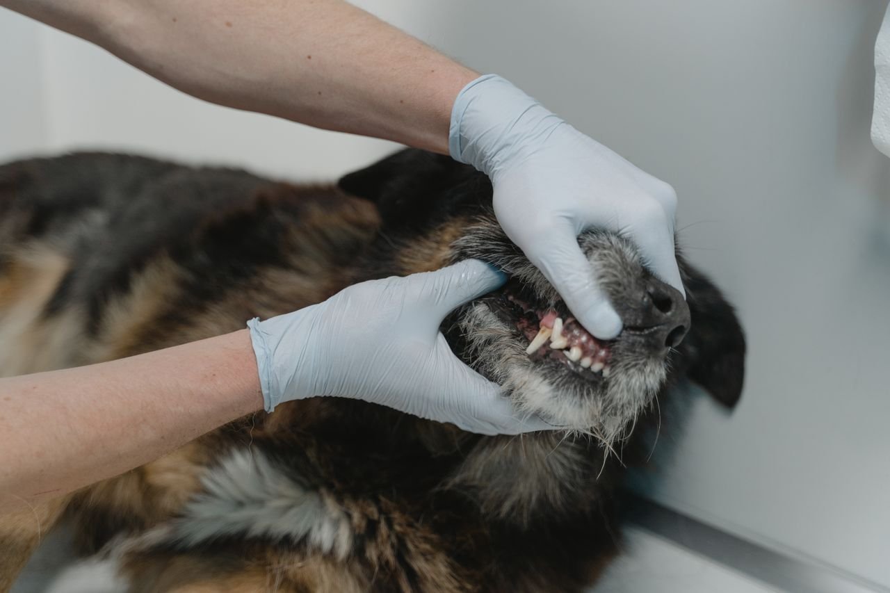 Veterinarian examining a dog's teeth during a pet dental check on Vancouver's West Side
