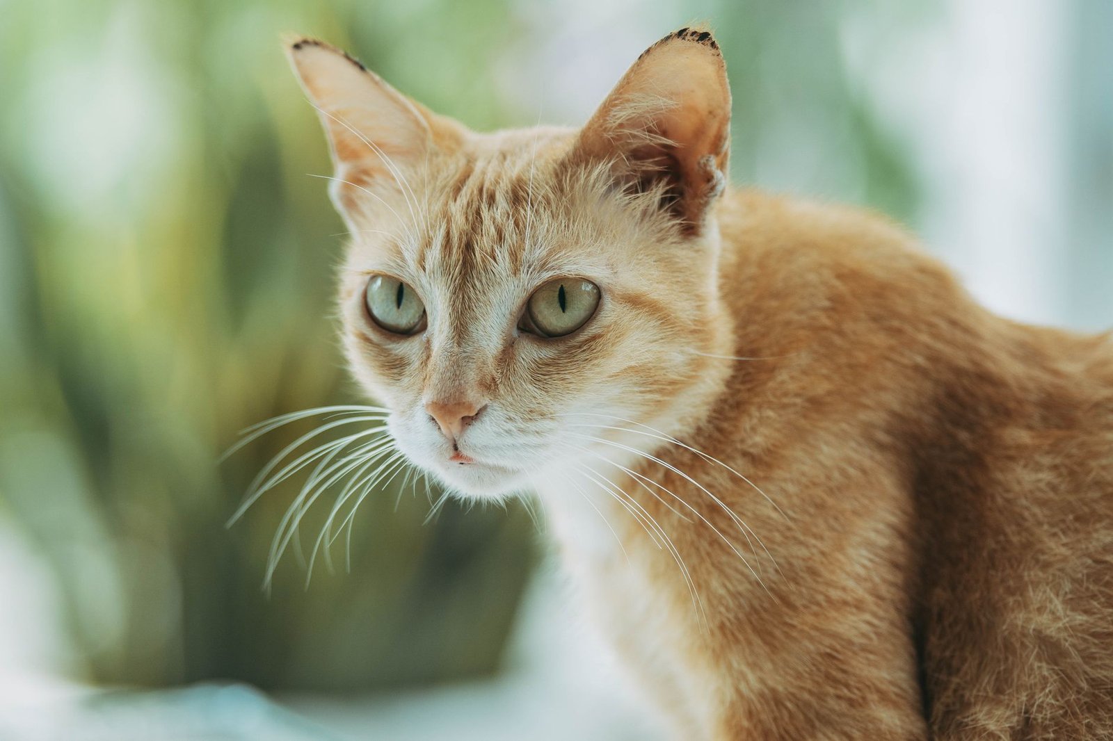 A ginger tabby cat with striking eyes in a soft-focus indoor setting.